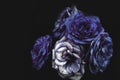 Blue blooming roses close up, bush flowers as dark floral botanical mysterious background backdrop wallpaper