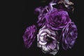 Purple blooming roses close up, bush flowers as dark floral botanical mysterious background backdrop wallpaper
