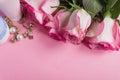 Pink blooming roses and face cream on pastel pink background. Romantic skincare floral frame. Copy space Royalty Free Stock Photo