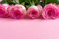 Pink blooming roses on pastel pink background. Romantic floral frame. Copy space Royalty Free Stock Photo