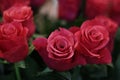 Pink blooming roses. Why would a man give flowers to a woman