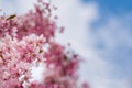 pink blooming sakura cherry tree, blue sky and clouds Royalty Free Stock Photo