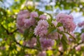 pink blooming sakura tree\'s Branches in spring in the garden close-up Royalty Free Stock Photo