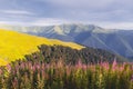 Pink blooming Sally flowers covered mountains meadow