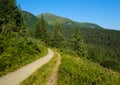 Pink blooming Sally and yellow hypericum flowers near path on summer mountain slope. Chornohora ridge, Carpathian mountains, Royalty Free Stock Photo