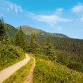 Pink blooming Sally and yellow hypericum flowers near path on summer mountain slope. Chornohora ridge, Carpathian mountains, Royalty Free Stock Photo