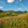 Pink blooming Sally and yellow hypericum flowers on summer mountain slope