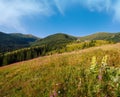 Pink blooming Sally and yellow hypericum flowers on summer mountain slope