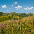 Pink blooming Sally and yellow hypericum flowers on summer mountain slope.