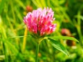 Pink blooming shamrock