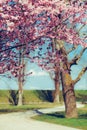 Pink blooming tree in the park on a sunny spring day, with tress and green grass by the gravel path Royalty Free Stock Photo