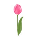 Pink blooming tulip flower with  green stem and leaf Isolated on  white background. Vector illustration Royalty Free Stock Photo