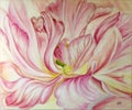 Pink blooming tulip. Oil on canvas. Lovely painting.