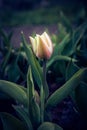 Pink blooming tulips in the garden. shallow Royalty Free Stock Photo