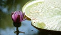 A pink blooming water lily bud with tiny spikes, growing out from pond surface Royalty Free Stock Photo