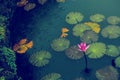 Pink Blooming water lily with leaves under the rain in small pond