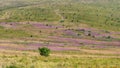 Pink blooming willowherbs (Epilobium, spike-primroses or boisduvalias) among green mountain meadows
