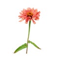 pink blooming zinnia bud on a green stem with a leaf Royalty Free Stock Photo