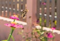 Pink blooming Zinnia violacea flowers with butterfly as natural romantic background.