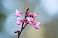 Pink blooms on branch