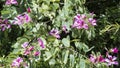 Pink flowering bush in Tropes