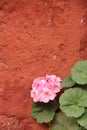 The pink blooms of a Geranium