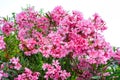 Pink blooms of Nerium oleander shrub over white background, subtropical toxic plants