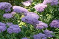 Pink blooms of sedum `autumn joy` flowers in the fall Royalty Free Stock Photo