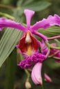 The pink blooms of a Sobralia dichotomo