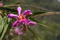 The pink blooms of a Sobralia dichotomo