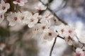 Pink Blossom