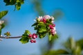 Pink blossom of apple fruit trees in springtime in farm orchards, Betuwe, Netherlands, close up Royalty Free Stock Photo