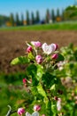 Pink blossom of apple fruit trees in springtime in farm orchards, Betuwe, Netherlands, close up Royalty Free Stock Photo