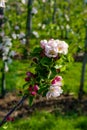 Pink blossom of apple fruit trees in springtime in farm orchards, Betuwe, Netherlands, close up Royalty Free Stock Photo