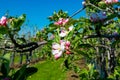 Pink blossom of apple fruit trees in springtime in farm orchards, Betuwe, Netherlands Royalty Free Stock Photo