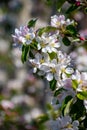 Pink blossom of apple fruit trees in springtime in farm orchards, Betuwe, Netherlands Royalty Free Stock Photo