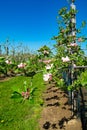 Pink blossom of apple fruit trees in springtime in farm orchards, Betuwe, Netherlands Royalty Free Stock Photo