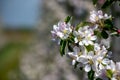 Pink blossom of apple fruit trees in springtime in farm orchards, Betuwe, Netherlands Royalty Free Stock Photo