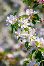 Pink blossom of apple fruit trees in springtime in farm orchards, Betuwe, Netherlands Royalty Free Stock Photo