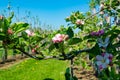 Pink blossom of apple fruit trees in springtime in farm orchards, Betuwe, Netherlands Royalty Free Stock Photo