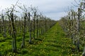 Pink blossom of apple fruit trees in springtime in farm orchards in sunny day, Betuwe, Netherlands Royalty Free Stock Photo