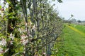 Pink blossom of apple fruit trees in springtime in farm orchards in sunny day, Betuwe, Netherlands Royalty Free Stock Photo