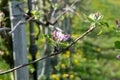 Pink blossom of apple fruit trees in springtime in farm orchards in sunny day, Betuwe, Netherlands Royalty Free Stock Photo