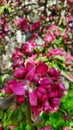Pink blossom apple tree Royalty Free Stock Photo