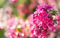 Pink blossom apple tree, close up. Nature background Royalty Free Stock Photo