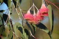 Pink blossom of the Australian  Eucalyptus caesia Royalty Free Stock Photo