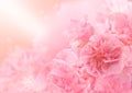 Pink Blossom Background, Abstract Big Flower, Beautiful Flower