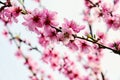 Pink Blossom Bloom on Fruit Peach Tree Floral Portrait