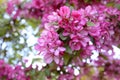 Pink blossom on branch of malus crab apple
