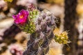 Pink Blossom Cane Cholla Cactus Sonora Desert Museum Tucson Arizona